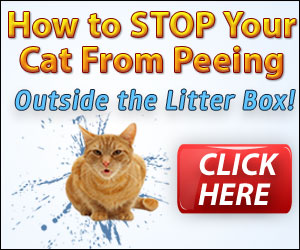 Stop Cat Spraying Peeing Urine