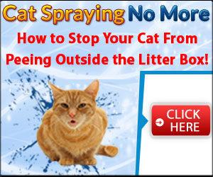 Stop Cat Spraying Peeing Urine