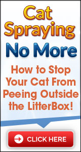 Cat Spraying Peeing Urine Stop